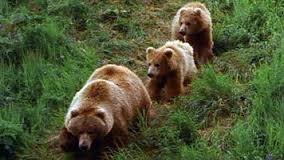bears on trail