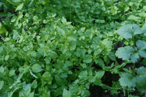 Chickweed-cilantro-redlettuce