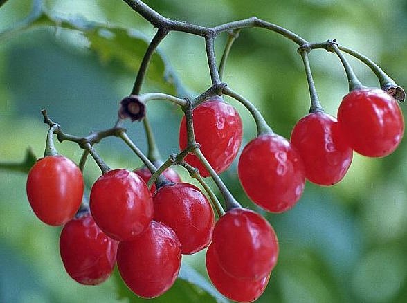 Universal Edibility Test &ndash; FORTUNE BAY EXPEDITION TEAM